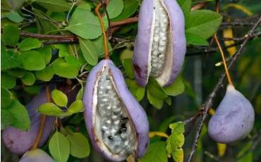 Акебія — унікальна новинка в садах України: ягоди та овочі на одній ліані